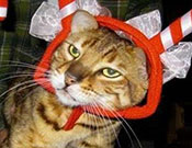 Seriously? Do You Still Wonder Wjy I Knock All the Ornaments Off the Tree?